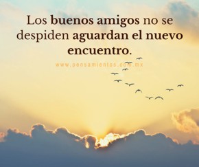 �A d&oacute;nde van los gorriones cuando se mueren?
